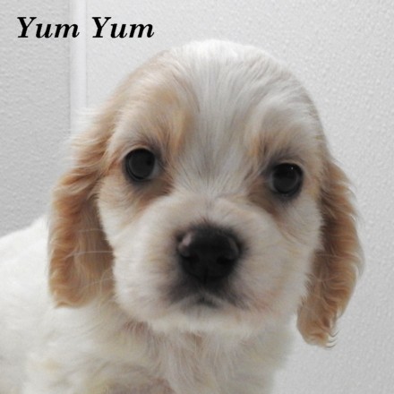 puppy, for, sale, Cocker Spaniel, Joe & Cherri  Overlease, dog, breeder, Miller, MO, dog-breeder, puppy-for-sale, forsale, nearby, find, puppyfind, locator, puppylocator, aca
